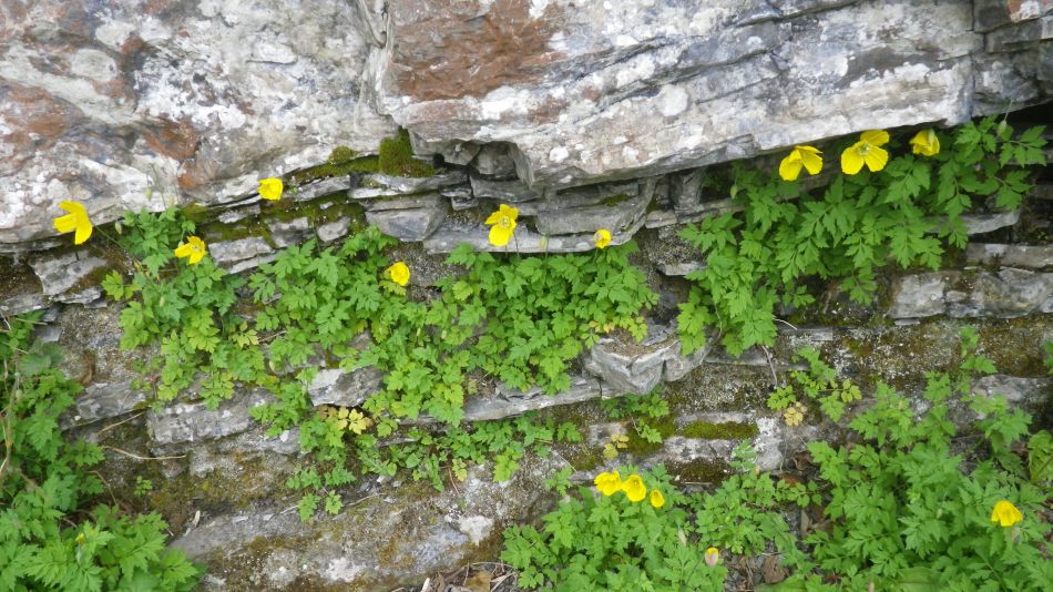 2019-05-05 13 Meconopsis cambrica Welsh Poppy.jpg