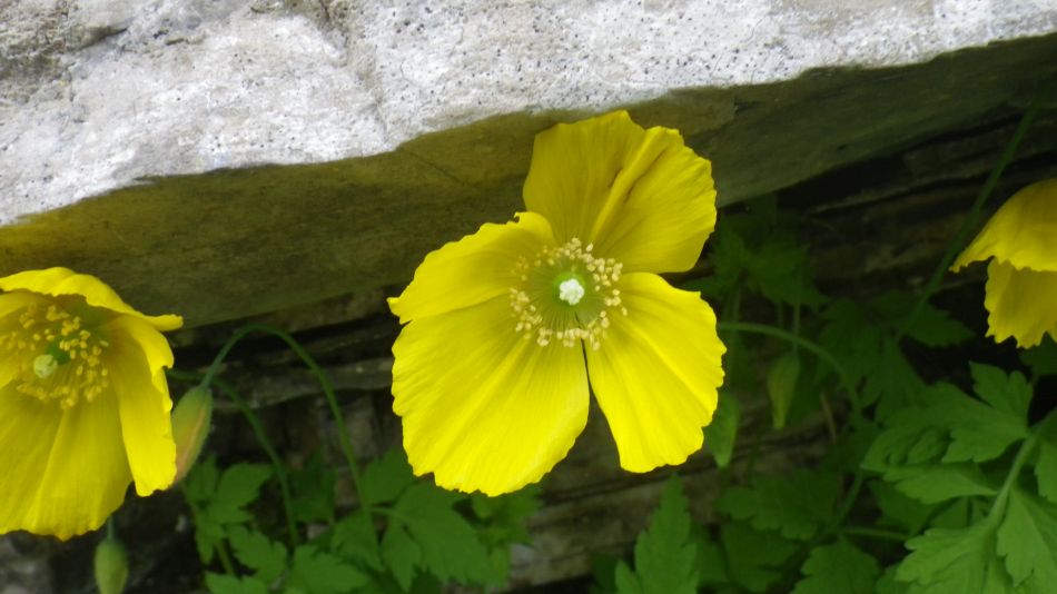 2019-05-05 14 Meconopsis cambrica Welsh Poppy.jpg