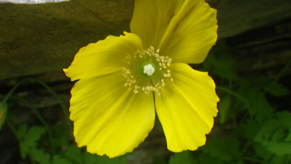 2019-05-05 16 Meconopsis cambrica Welsh Poppy.jpg