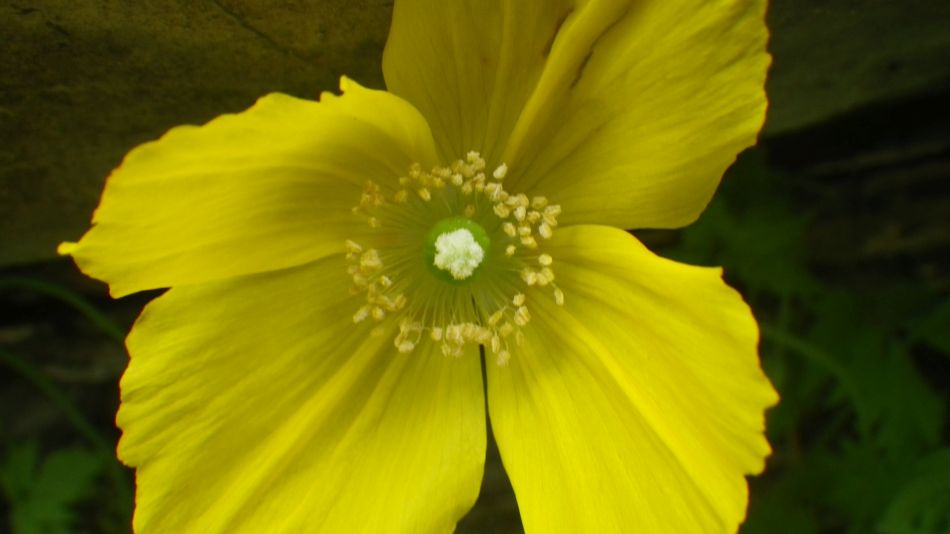 2019-05-05 17 Meconopsis cambrica Welsh Poppy.jpg