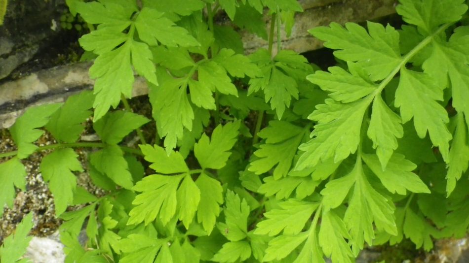 2019-05-05 18 Meconopsis cambrica Welsh Poppy.jpg