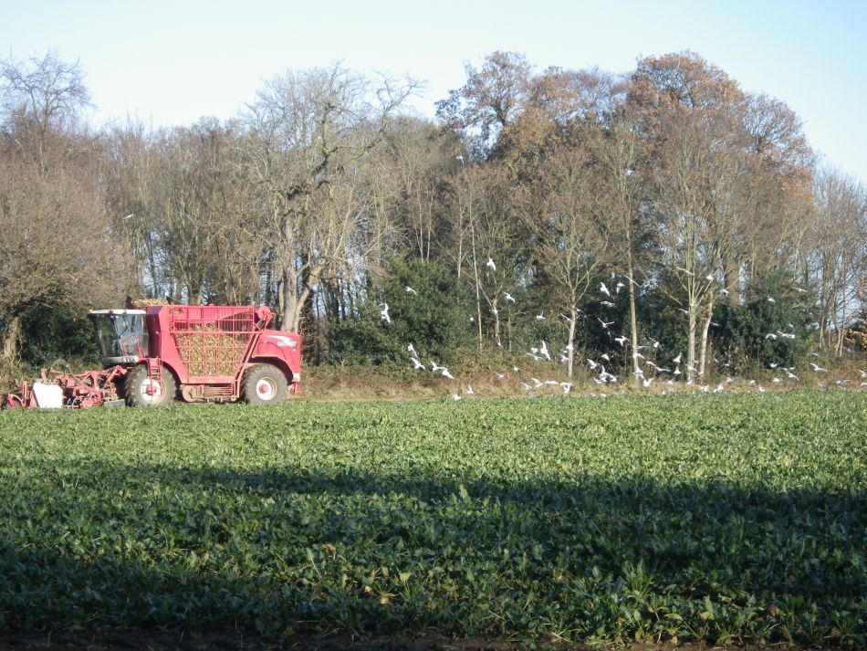 2016-12-04 04 Fritton and Lound Area.jpg