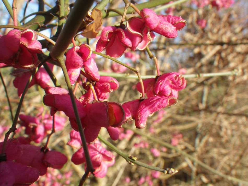 2016-12-04 05 Fritton and Lound Area.jpg