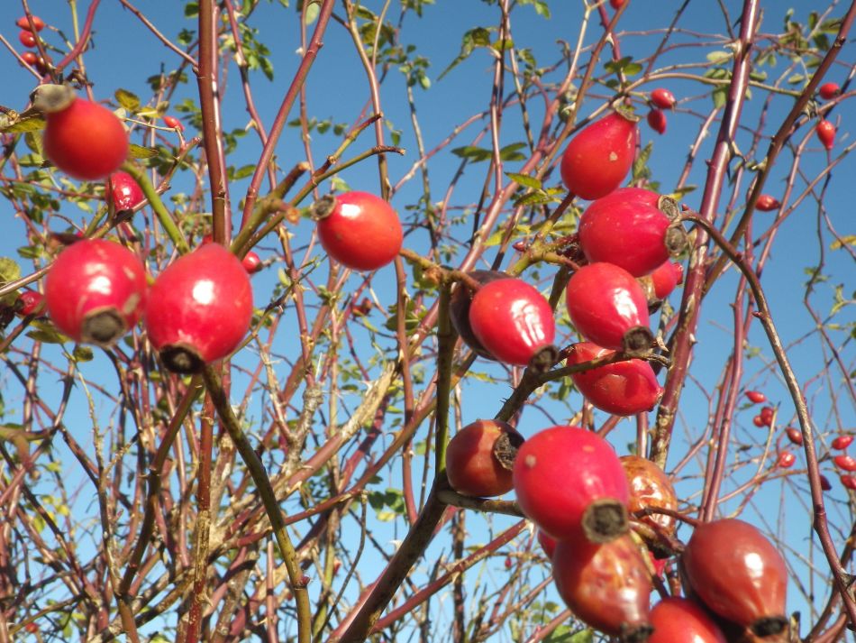 2016-12-04 06 Fritton and Lound Area.jpg