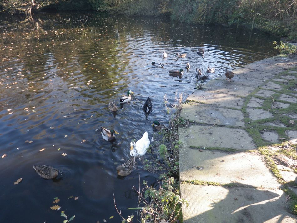 2016-12-04 09 Fritton and Lound Area.jpg