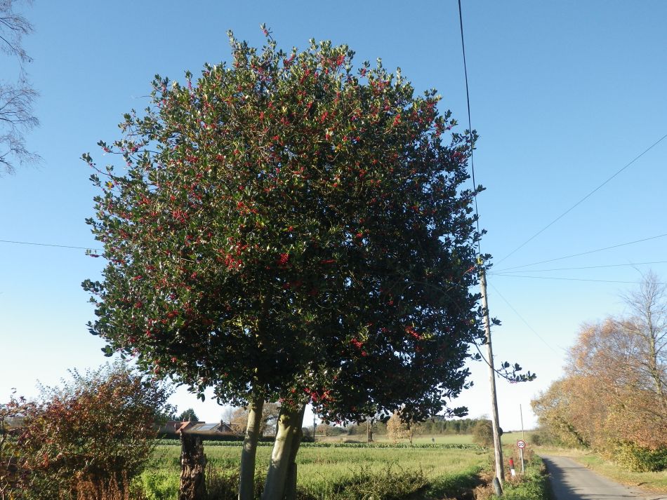 2016-12-04 12 Fritton and Lound Area.jpg