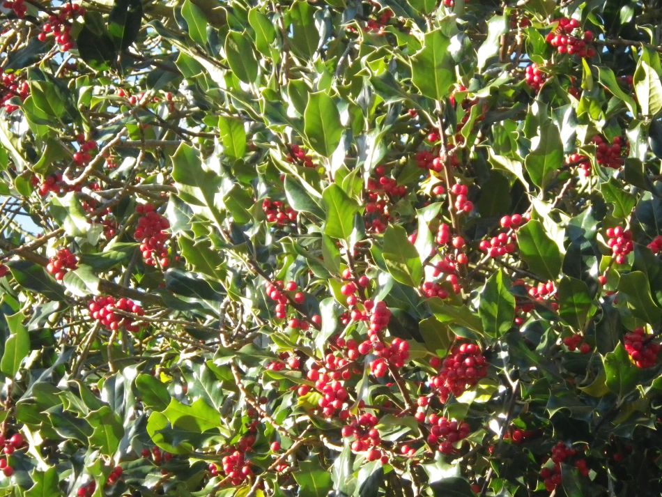 2016-12-04 13 Fritton and Lound Area.jpg