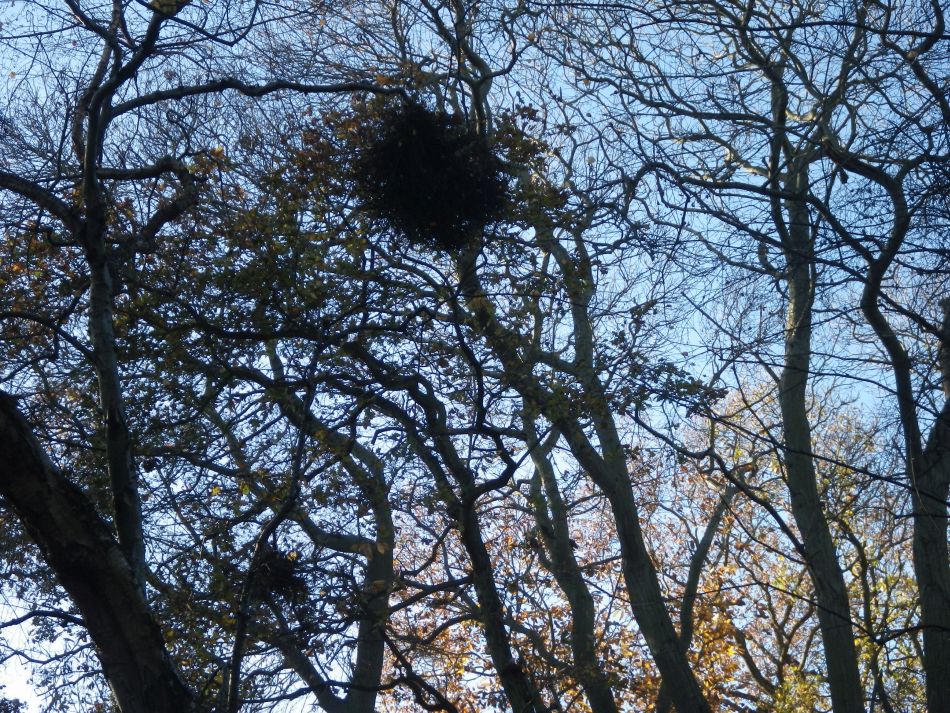 2016-12-04 19 Fritton and Lound Area.jpg