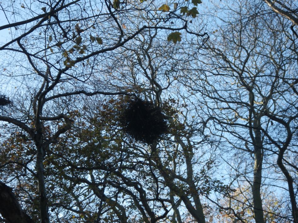 2016-12-04 20 Fritton and Lound Area.jpg