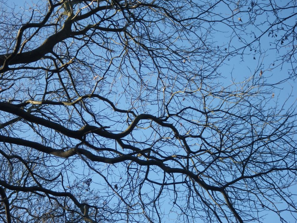 2016-12-04 21 Fritton and Lound Area.jpg