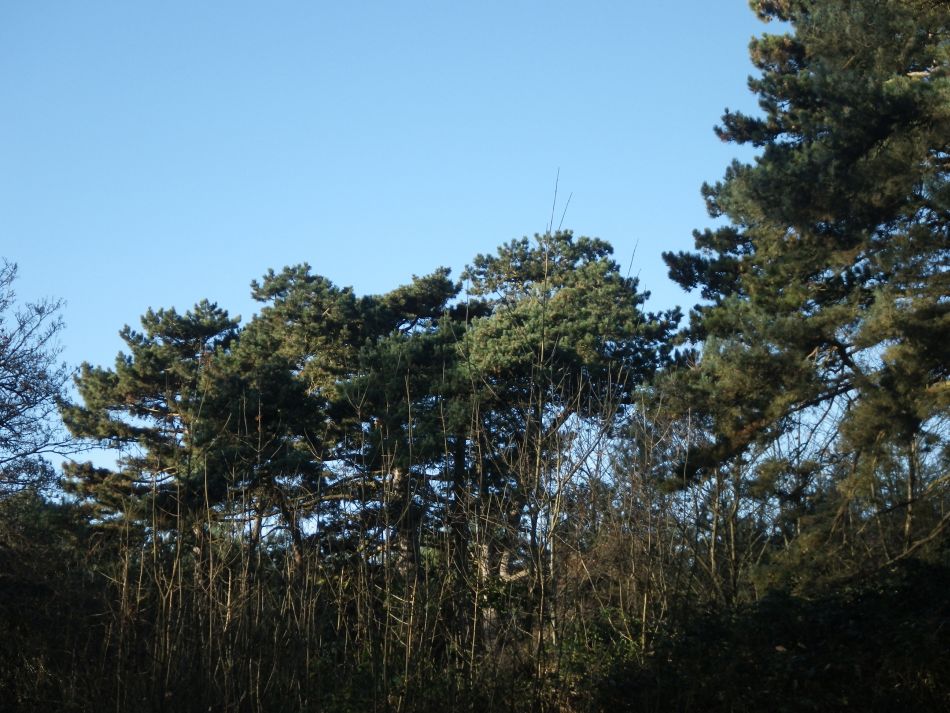 2016-12-04 22 Fritton and Lound Area.jpg