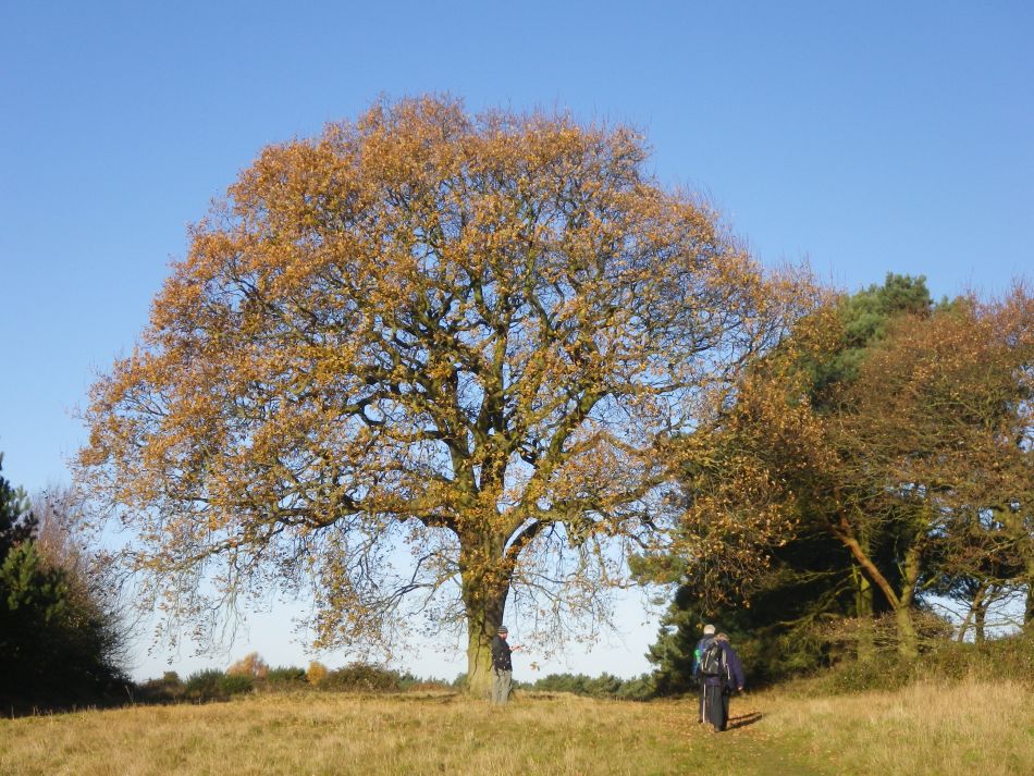 2016-12-04 28 Fritton and Lound Area.jpg