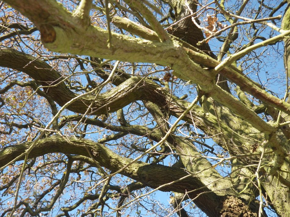 2016-12-04 29 Fritton and Lound Area.jpg