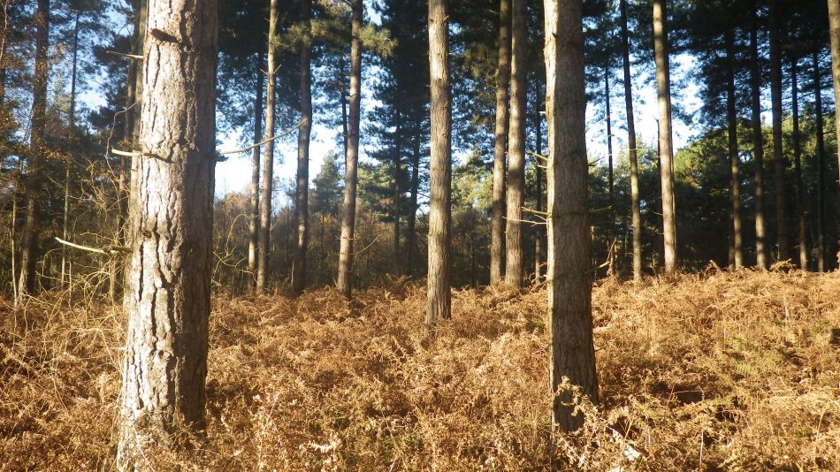 2016-12-04 36 Fritton and Lound Area.jpg