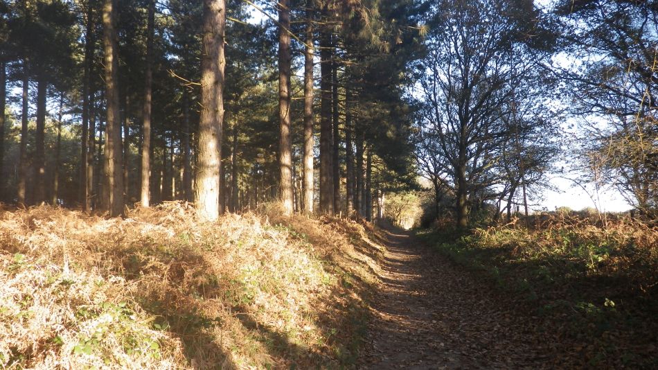 2016-12-04 37 Fritton and Lound Area.jpg