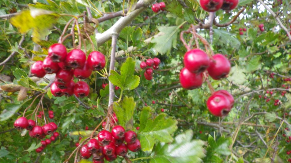 2016-10-19 08 St Margaret South Elmham.jpg