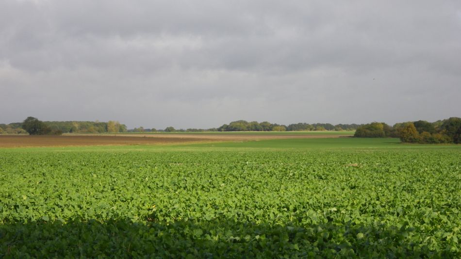 2016-10-19 10 St Margaret South Elmham.jpg