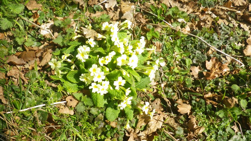 2018-03-21 09 St Margaret and St Cross.jpg
