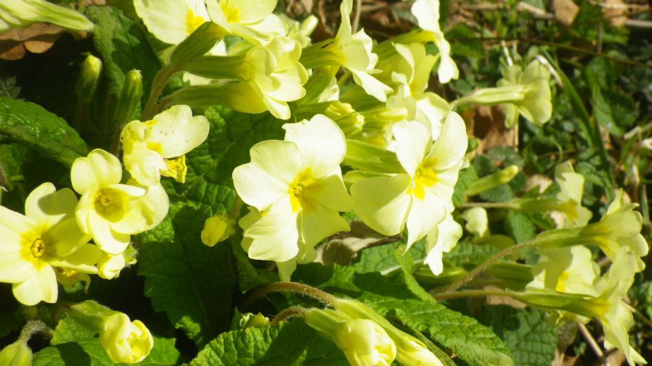 2018-03-21 10 St Margaret and St Cross.jpg