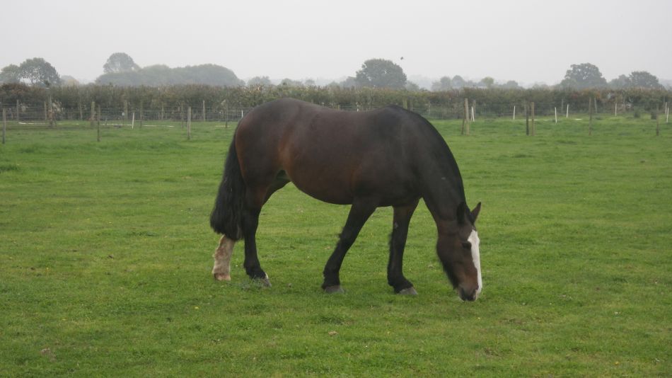 2017-09-26 06 Lophams Village Hall.jpg
