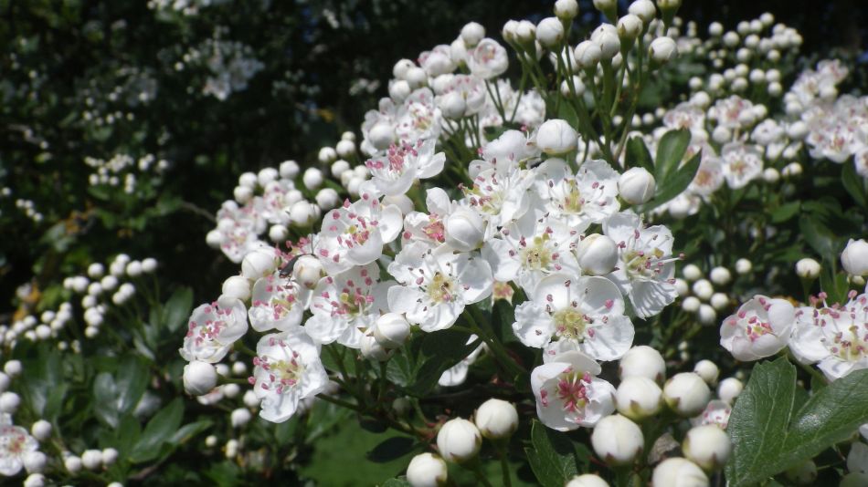 2018-05-15 09 Syleham B St Eds 6.jpg