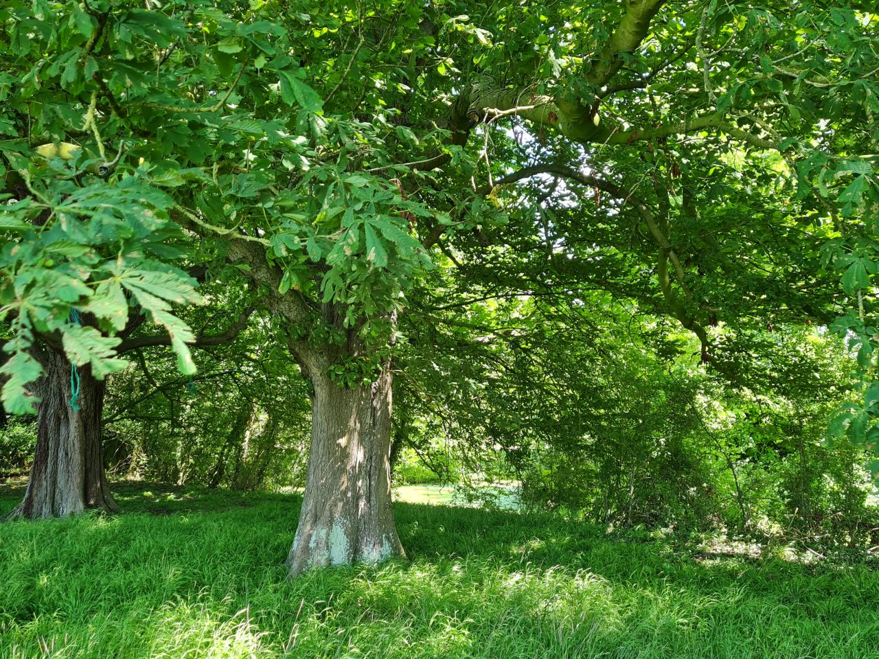 2024-06-27 13 Syleham.jpg