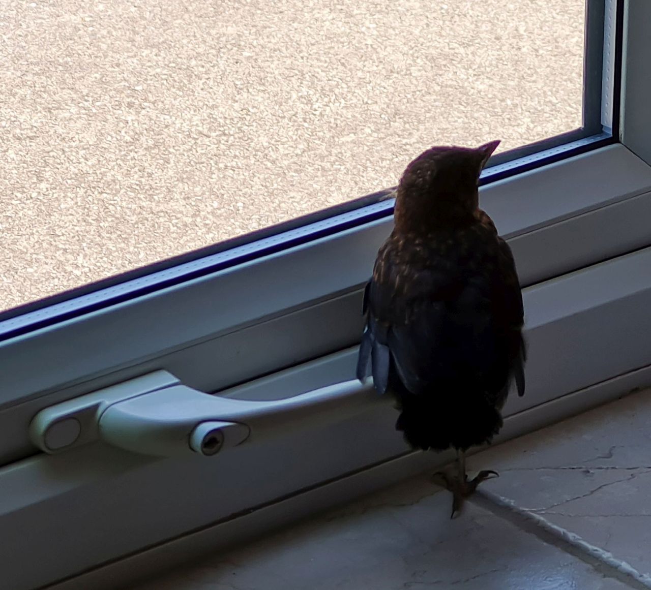 2024-06-27 17 Unexpected Guest.jpg