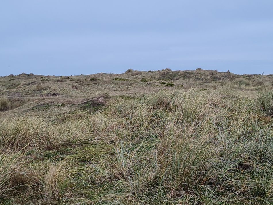 2023-11-26 10 Winterton Seal Walk.jpg