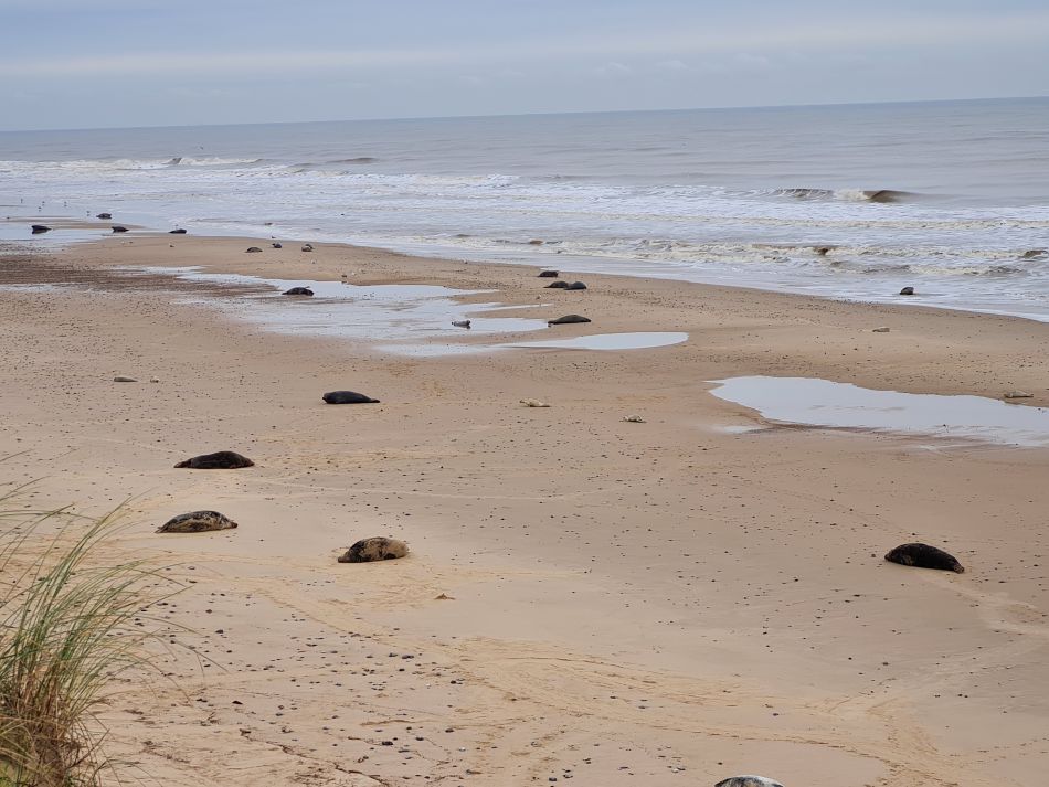 2023-11-26 18 Winterton Seal Walk.jpg