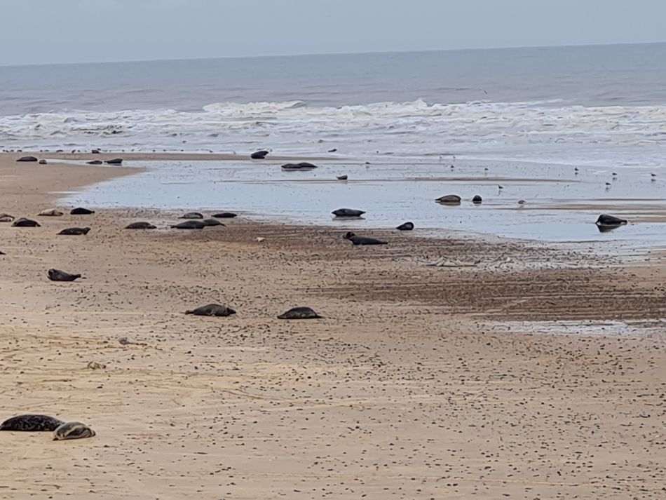 2023-11-26 19 Winterton Seal Walk.jpg