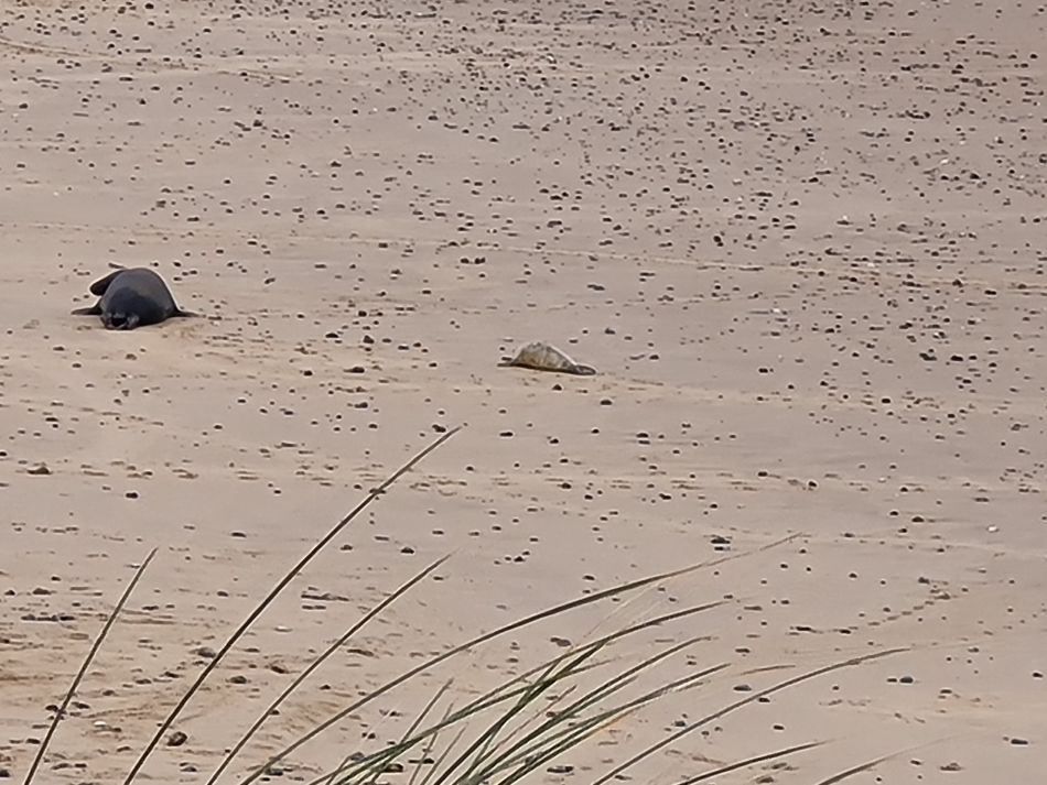 2023-11-26 22 Winterton Seal Walk.jpg