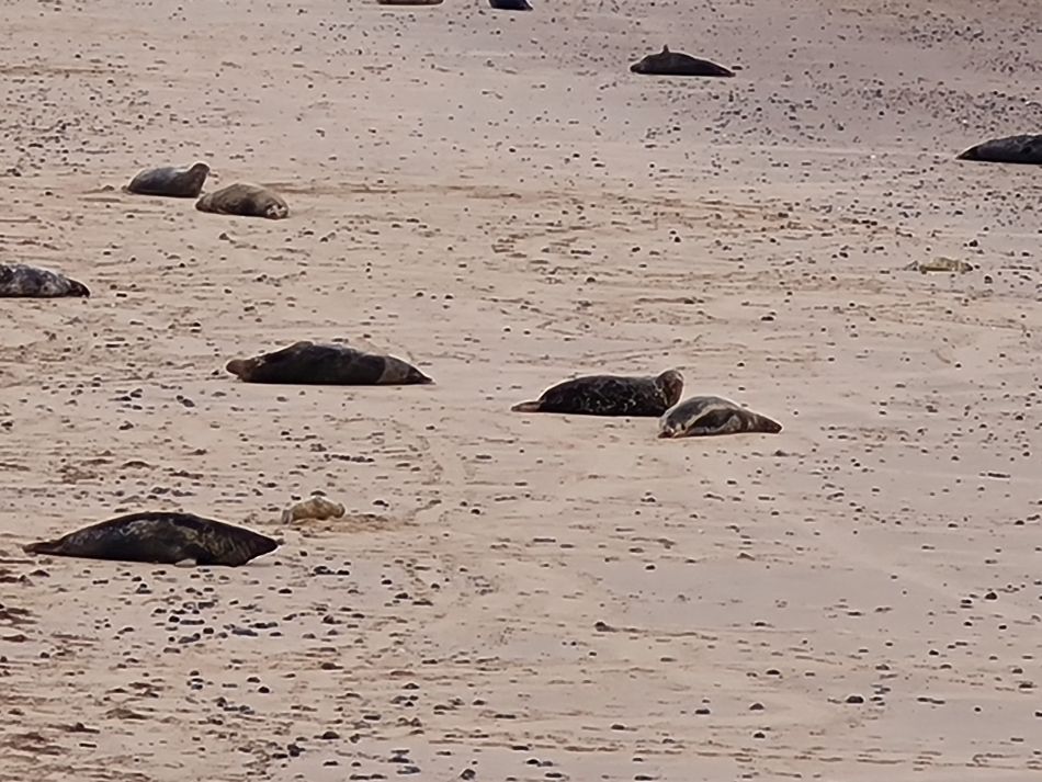 2023-11-26 23 Winterton Seal Walk.jpg