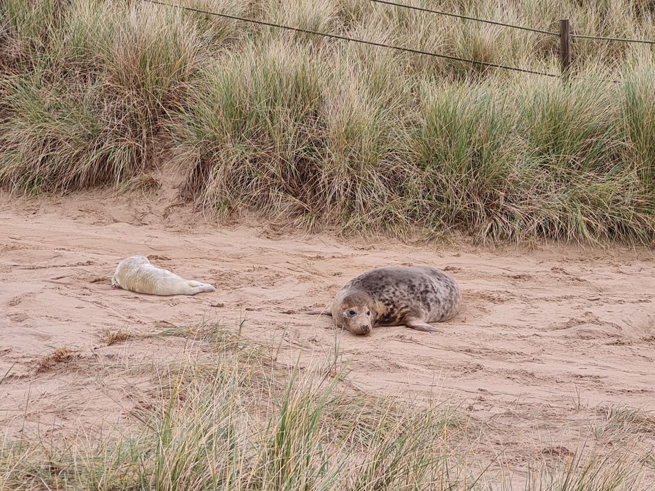 2023-11-26 24 Winterton Seal Walk.jpg