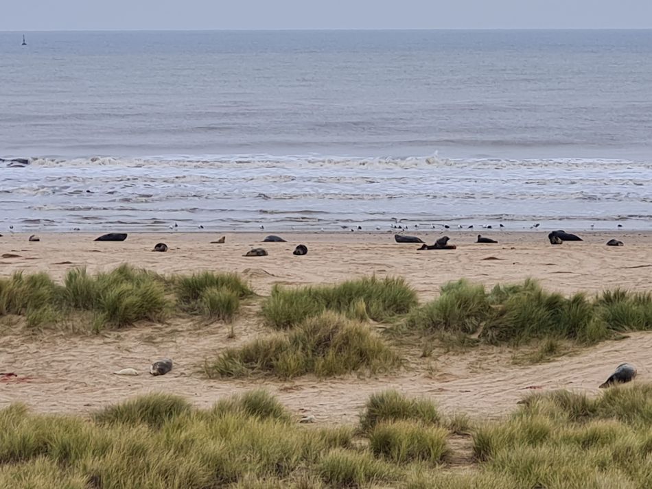 2023-11-26 25 Winterton Seal Walk.jpg