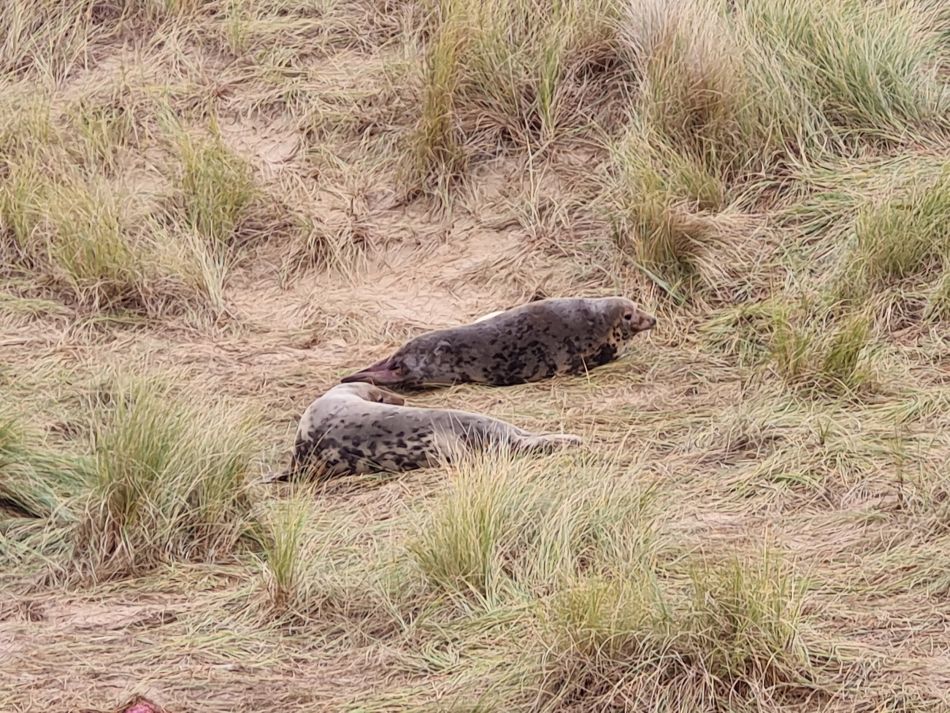 2023-11-26 26 Winterton Seal Walk.jpg