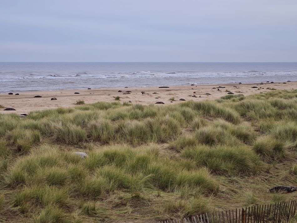 2023-11-26 28 Winterton Seal Walk.jpg