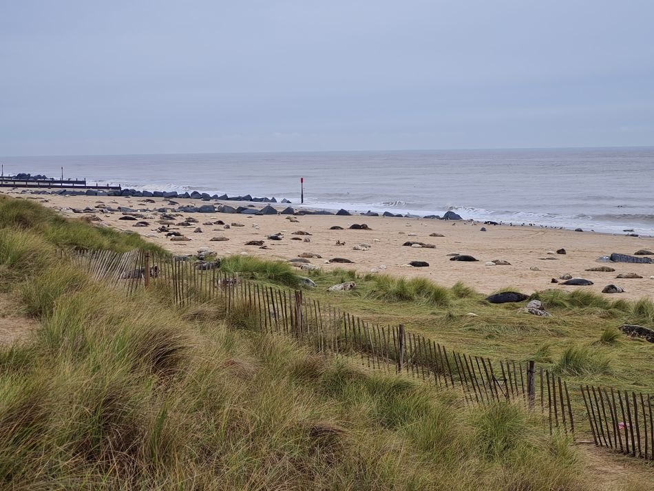 2023-11-26 30 Winterton Seal Walk.jpg