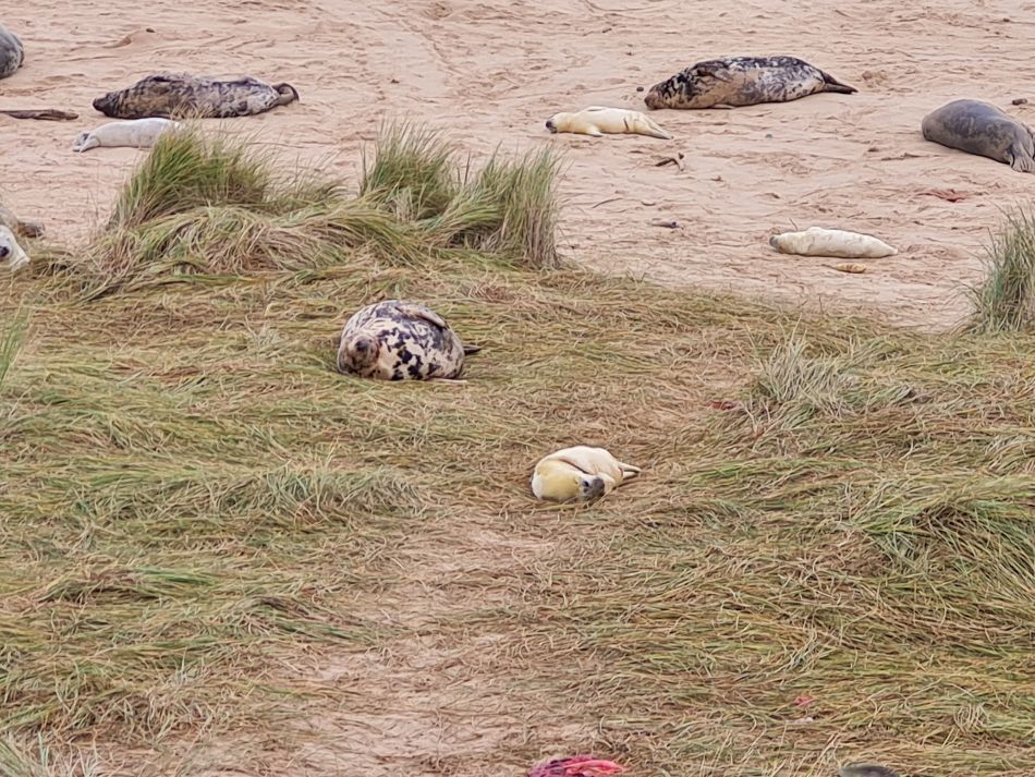2023-11-26 31 Winterton Seal Walk.jpg