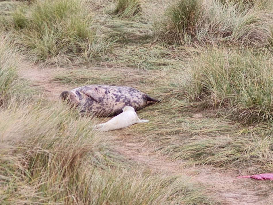 2023-11-26 33 Winterton Seal Walk.jpg