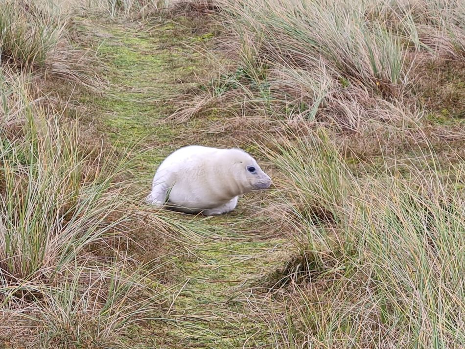 2023-11-26 35 Winterton Seal Walk.jpg