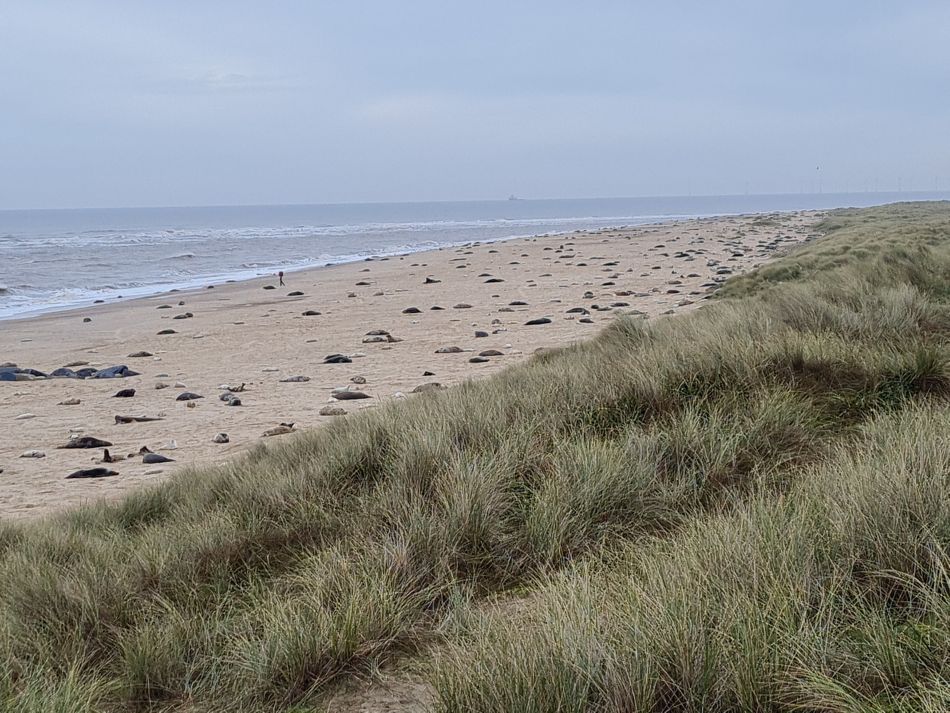 2023-11-26 36 Winterton Seal Walk.jpg