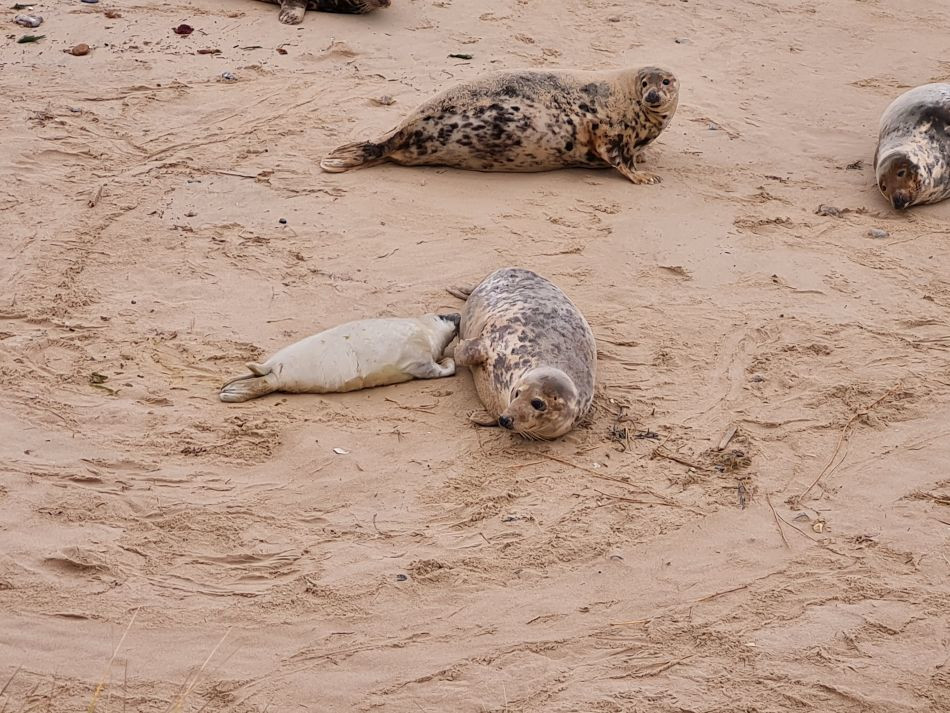 2023-11-26 37 Winterton Seal Walk.jpg