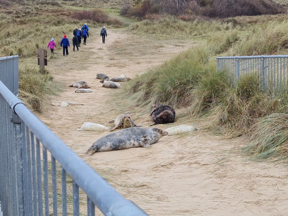 2023-11-26 40 Winterton Seal Walk.jpg