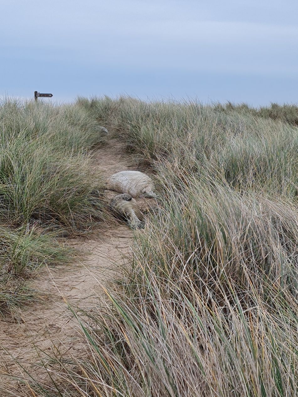 2023-11-26 41 Winterton Seal Walk.jpg
