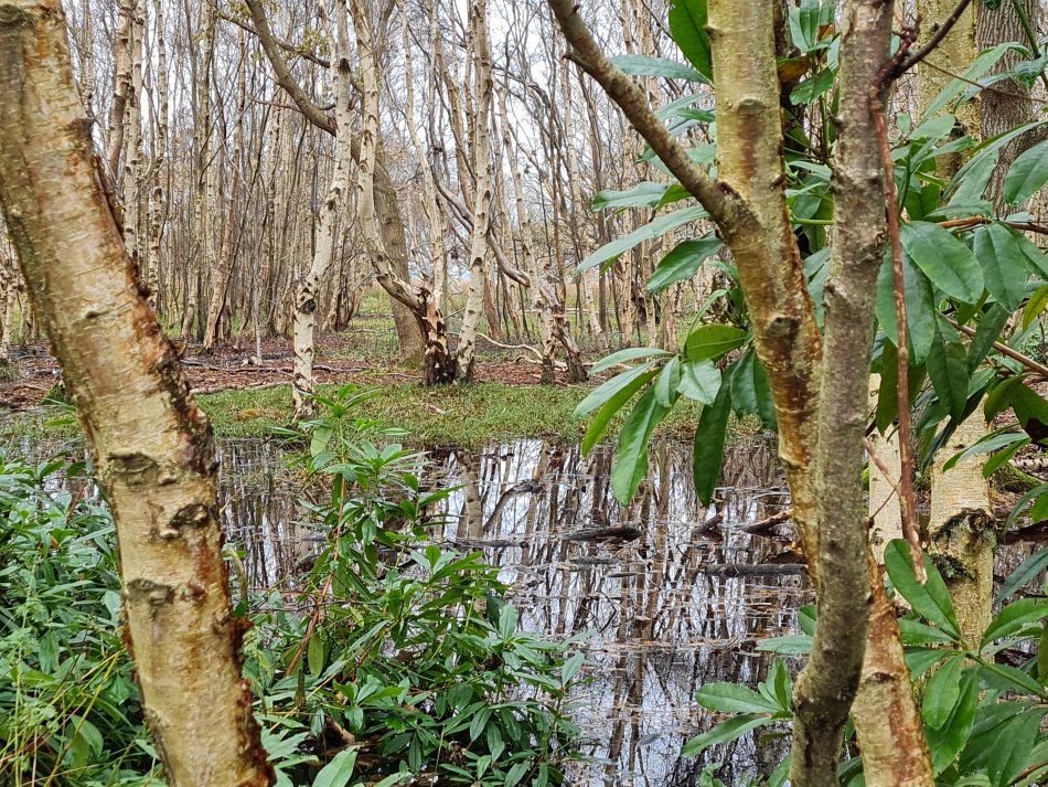 2023-11-26 43 Winterton Seal Walk.jpg