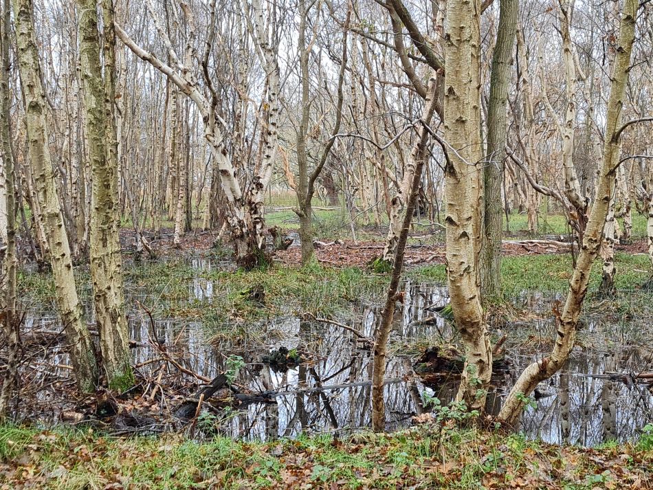 2023-11-26 44 Winterton Seal Walk.jpg