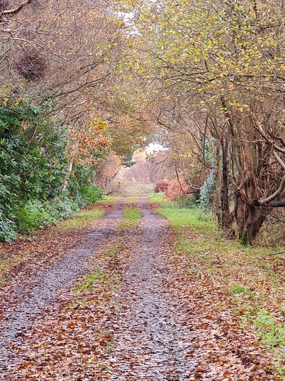 2023-11-26 45 Winterton Seal Walk.jpg