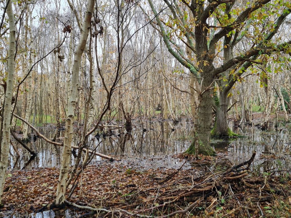 2023-11-26 47 Winterton Seal Walk.jpg