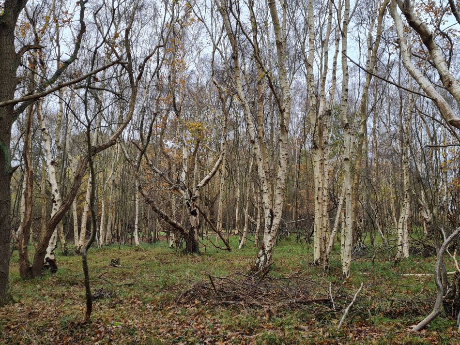 2023-11-26 48 Winterton Seal Walk.jpg