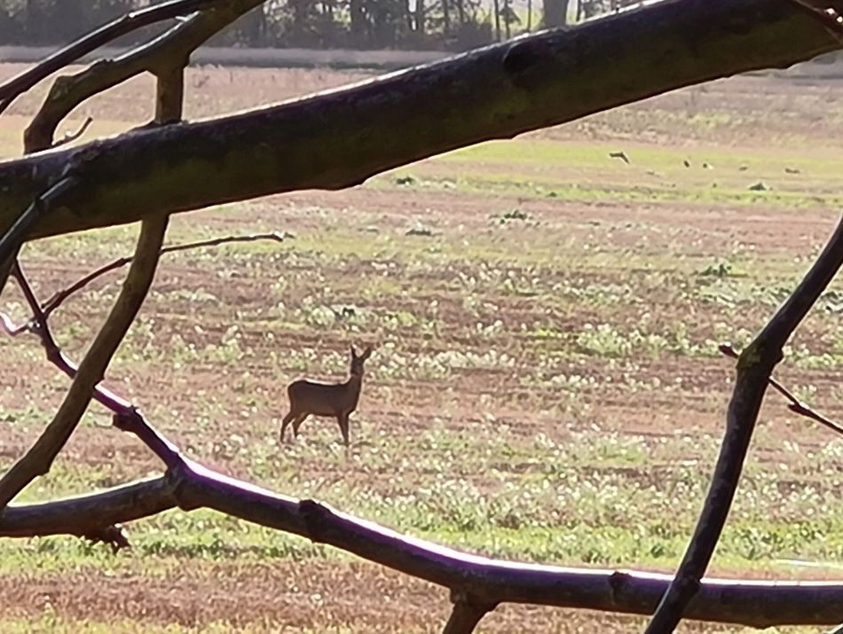 2021-11-21 10 Calne.jpg